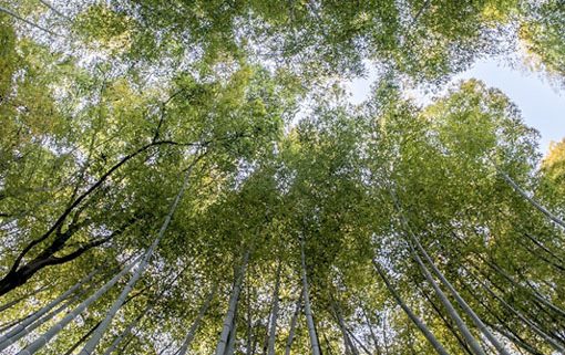 Offene Gruppen Tianai Qigong